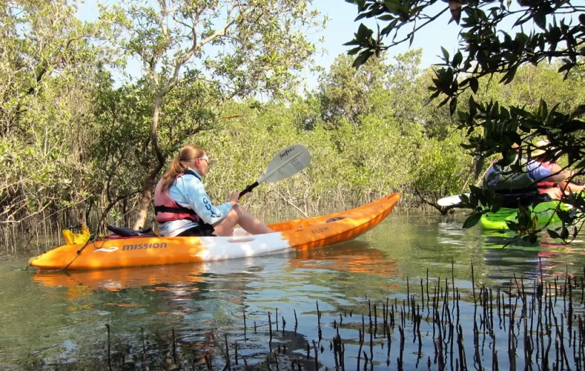 Mangrove Kayaking Tour