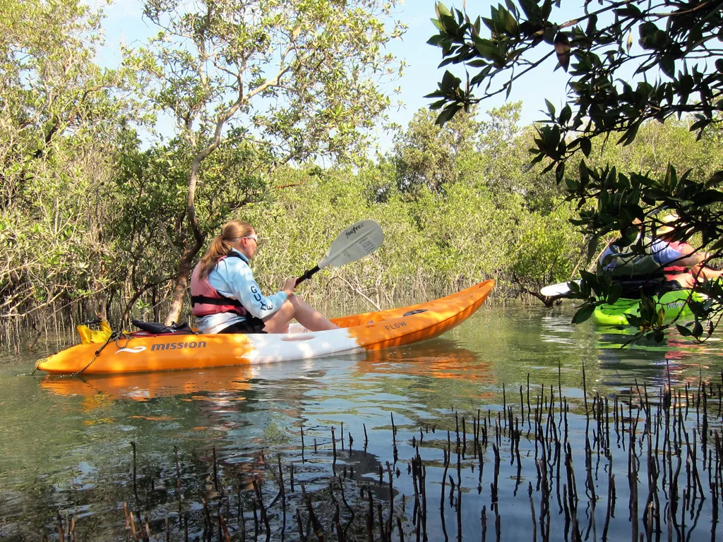 Mangrove Kayaking Tour Abu Dhabi Mangrove Adventures