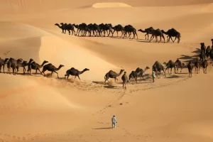 Liwa Full Day Desert Safari