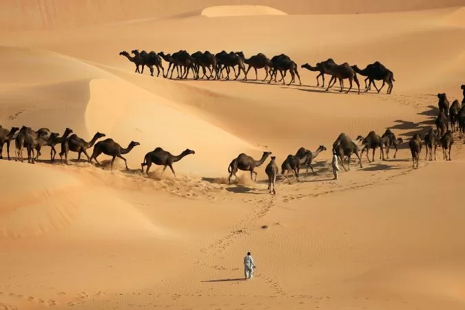 Liwa Full Day Desert Safari